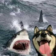 薯片只吃番茄味