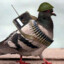 Pigeon Sheriff