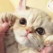 夜幕（1.1.5）群岛