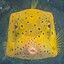 Cube Fish