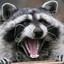 Mr. Raccoon★ツ