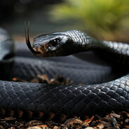 BlackMamba