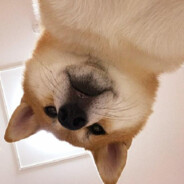 按Alt+F4提高帧率