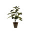 green herb