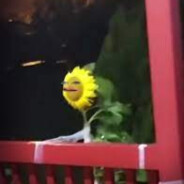 SunFlowwah