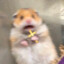 хомяк UwU