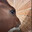 horse side eye