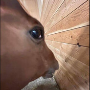horse side eye