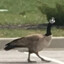 herald the goose