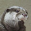 inquisitive otter gaming
