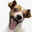 What The Dog Do