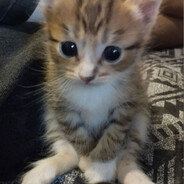 yeb5555 - steam id 76561198999338645