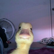 duckkiller