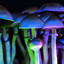 DarkShroom