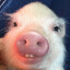 pig dih