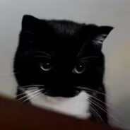 小猫你可以吃芝士汉堡