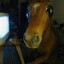 horse