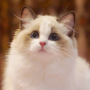 CaylaCat
