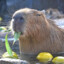 cool capybara
