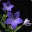 Laurell Silentshade