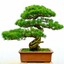 Bonsai