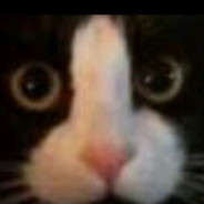 猫能有什么坏心思呢？