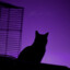 Purple Cat