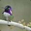 Hummingbirb