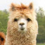 Alpacca