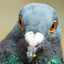 PIGEON STEP BRUCE