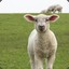 lil Sheep: