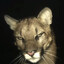 KittyKatLuver42
