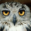 Owl O_O