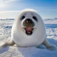 Foca Bebe