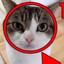 caT Amon!1