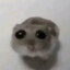 Bingus