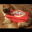 KitCat