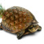 Pineappleturtle