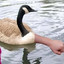 Goose