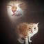 котность