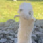 PePe