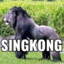 Singkong