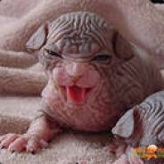 Давайте тащить