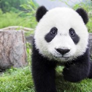 大熊猫