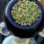 kief_kommander22