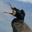 Unidentified Cormorant