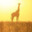 Short Giraffe