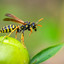 Perverted Wasp