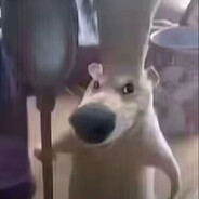 我说白了我白说了