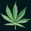 Kush_42